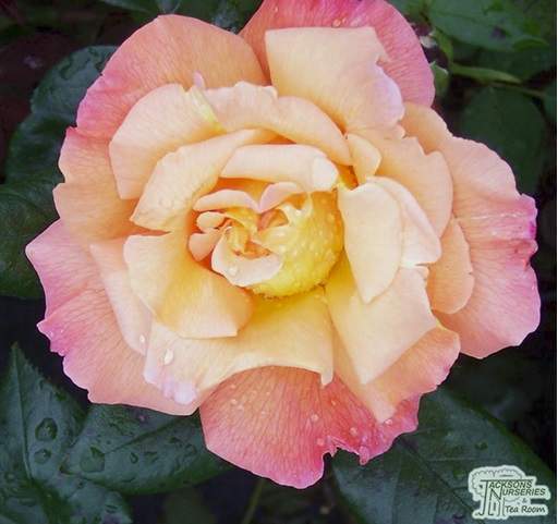 Rose Rosemary Harkness